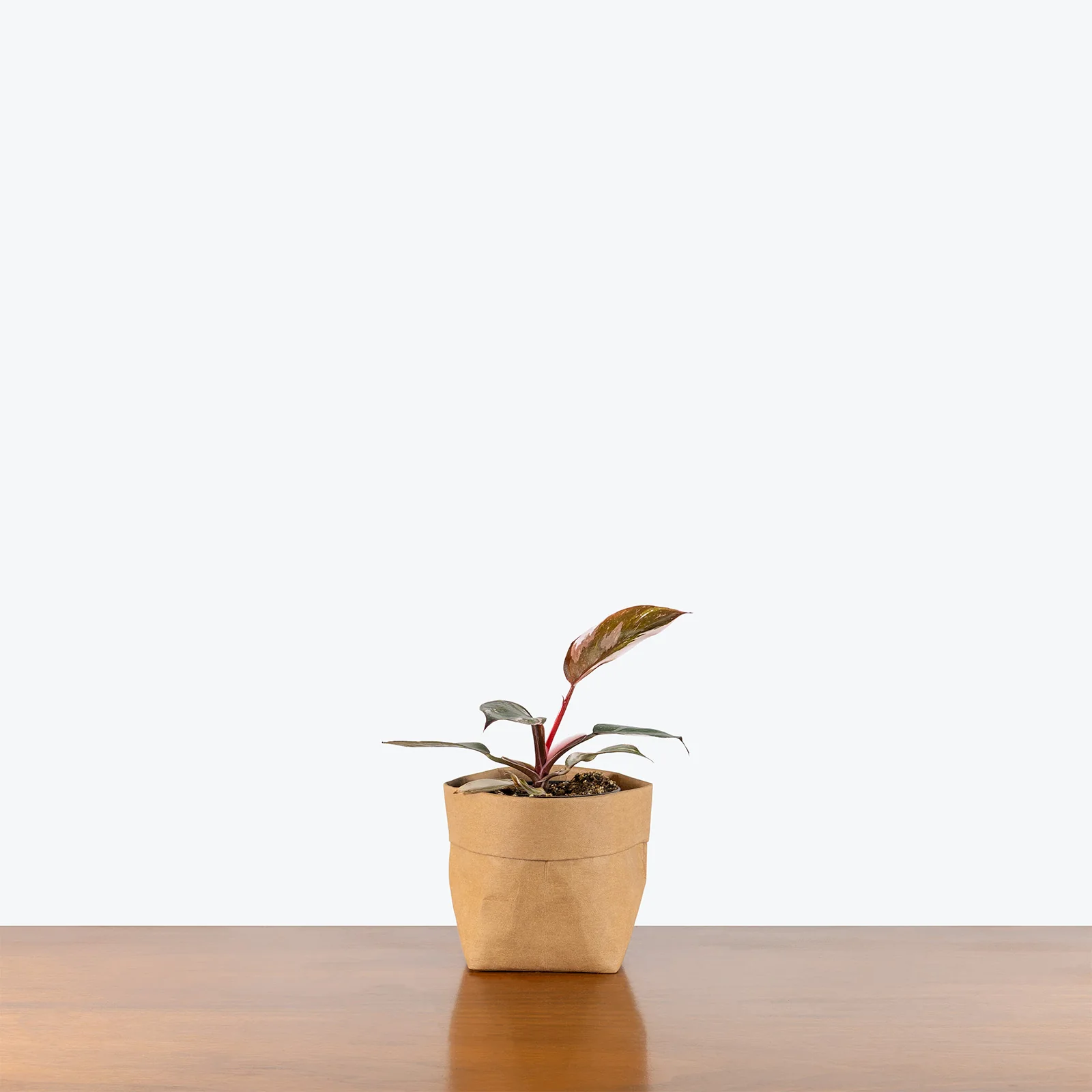 New Arrival